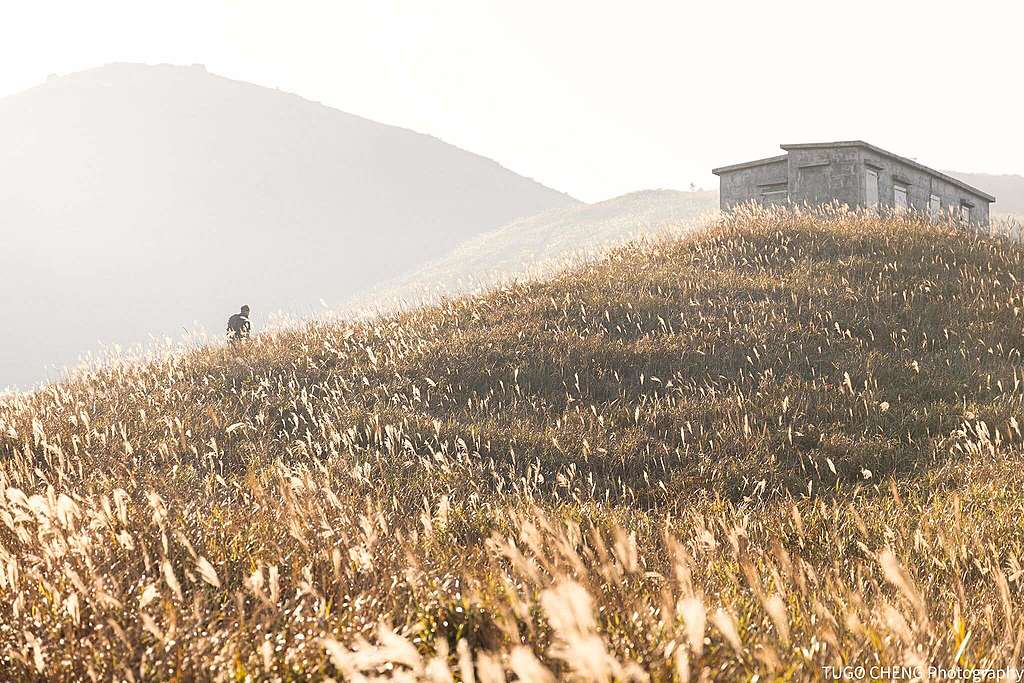 帶團攝影師Tugo當日拍下的黃金芒草,反襯大自然下登山者的渺小。© Tugo Cheng / Greenpeace