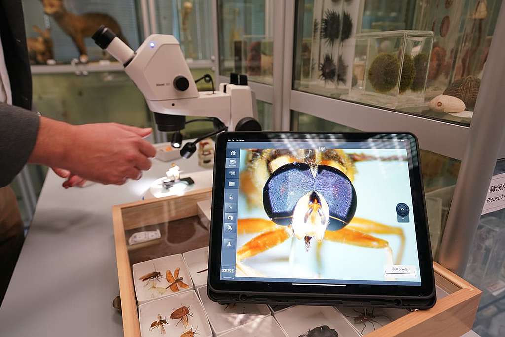 管納德博士利用顯微鏡,講解昆蟲身體微小的結構。 © ABCAT / Greenpeace