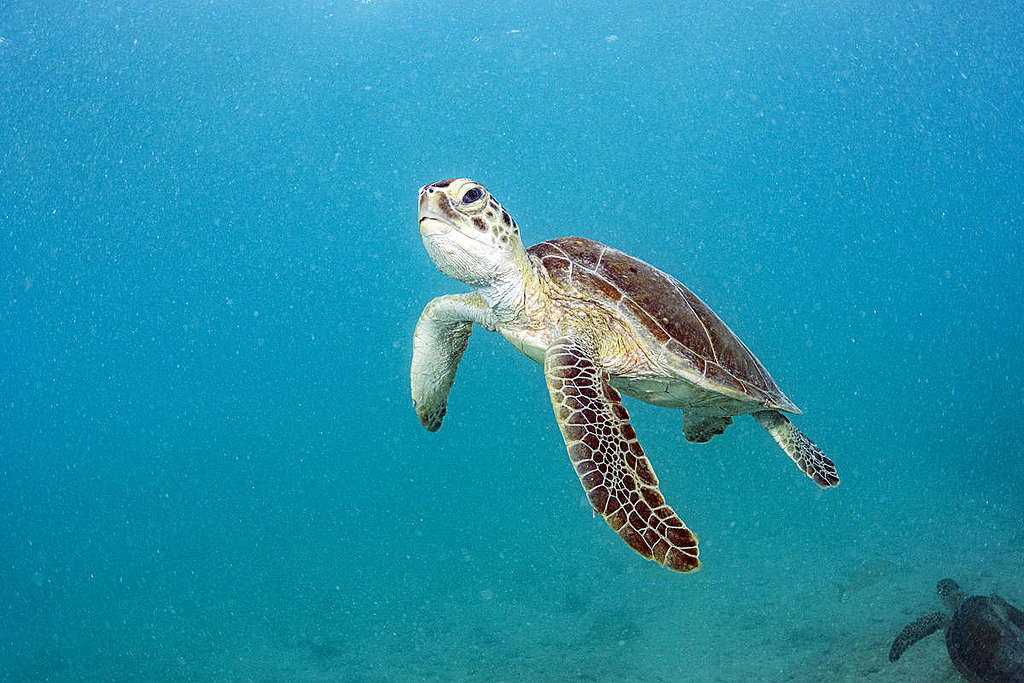 綠海龜，攝於綠色和平船艦2019年守護海洋之旅其中一站，北大西洋的馬尾藻海（Sargasso Sea）。珍貴、而美麗的海洋生態，有賴我們一起守護。© Shane Gross / Greenpeace