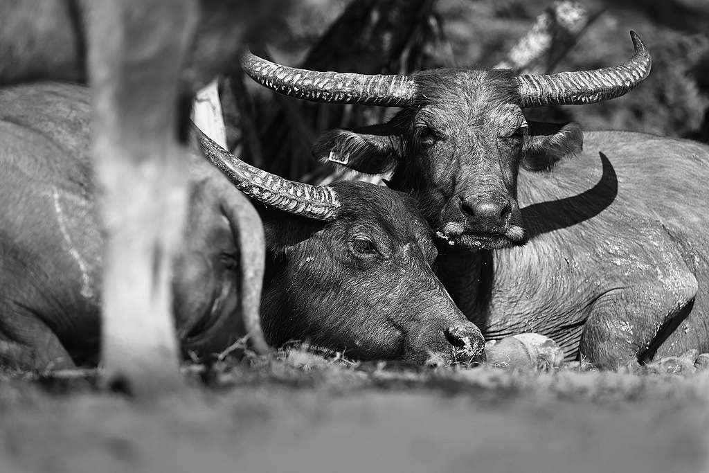 水牛群以黑白拍攝更能突顯輪廓。© James Kwok