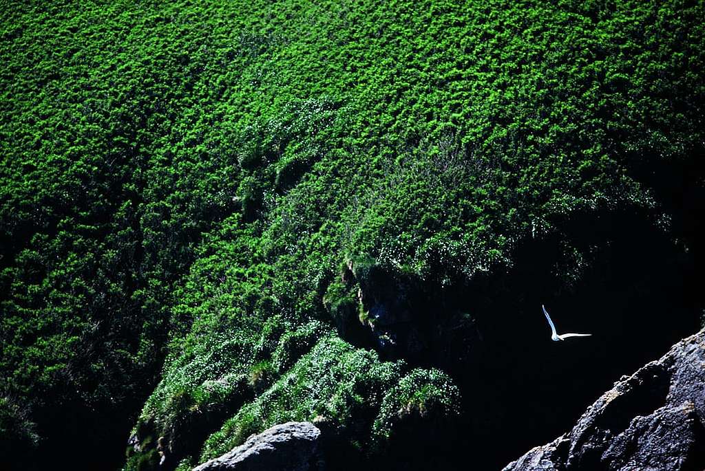 一隻灰翅鷗飛過加拿大西岸對出的三角島(Triangle Island)。 © Greenpeace / Rex Weyler
