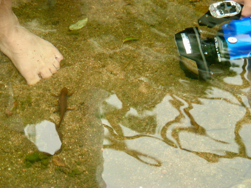 拍攝河溪中的香港瘰螈 © 馬屎