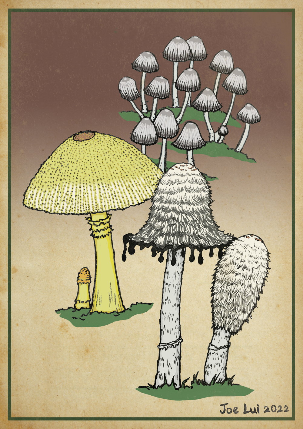 【趣怪菇菌】鬼傘 © 呂朗婷