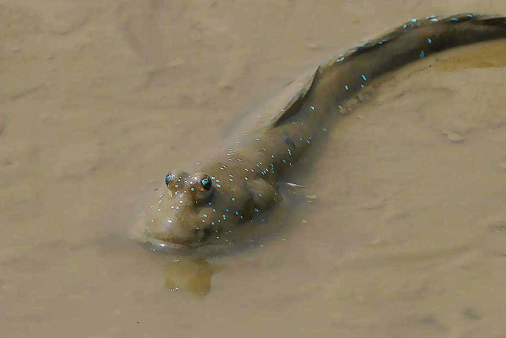 在米埔的泥灘上不難找到大彈塗魚的蹤影。© ABCAT / Greenpeace