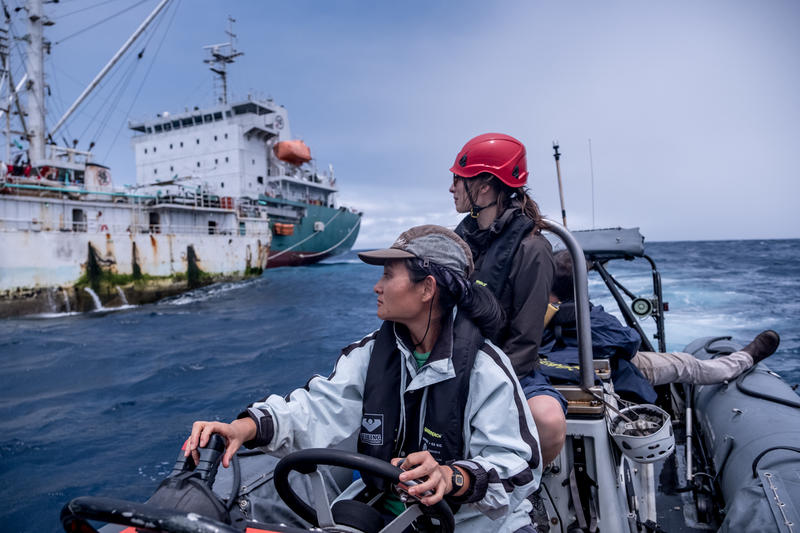 2019年，小豚駕駛小艇協助綠色和平調查團隊，於大西洋觀察三文魚漁船進行海上轉載。© Tommy Trenchard / Greenpeace
