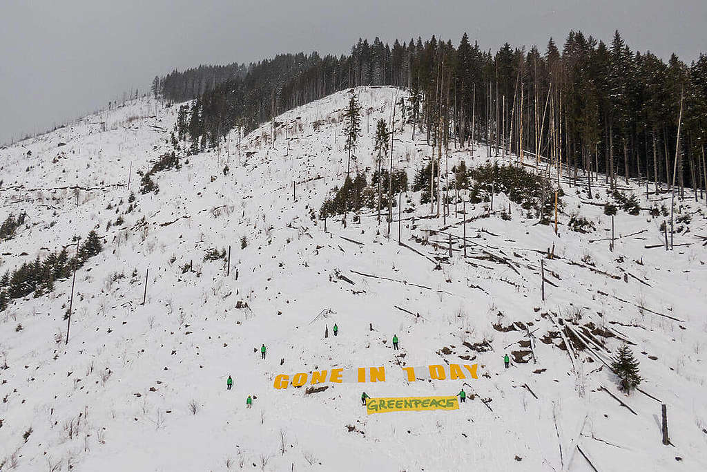 綠色和平行動者在羅馬尼亞喀爾巴阡山脈(Carpathians)一處保護區展示「一日消逝」(Gone In 1 Day)標語,呈現全球森林驚人的砍伐速度。 © Ioana Moldovan / Greenpeace