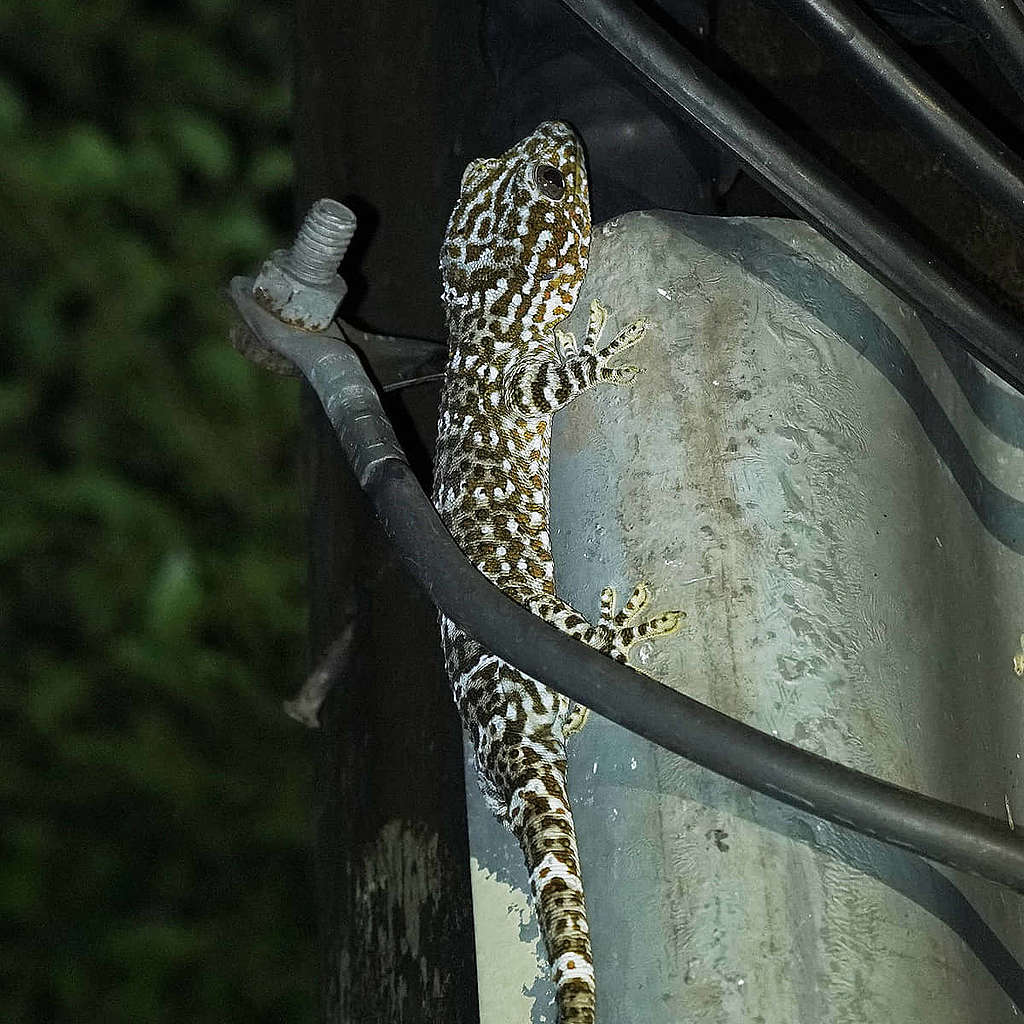 大壁虎正受到非法捕捉的威脅。© ABCAT / Greenpeace