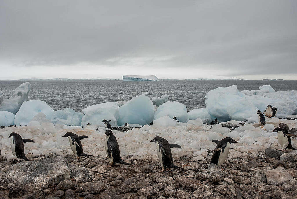 綠色和平船艦極地曙光號2月在南極展開新一輪「企鵝普查」統計企鵝數目，為推動《全球海洋公約》提供第一手實質科學證據。 © Tomás Munita / Greenpeace