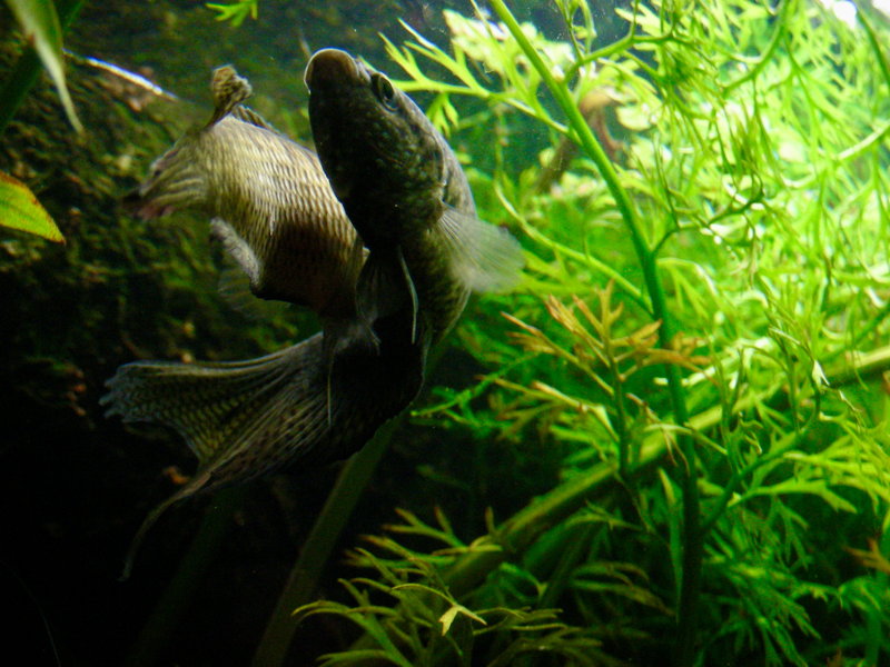 雌雄兩尾鬥魚正繞圈游動 © 馬屎