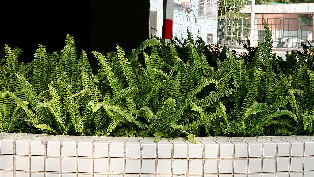 在城市種植蕨類植物 © 馬屎
