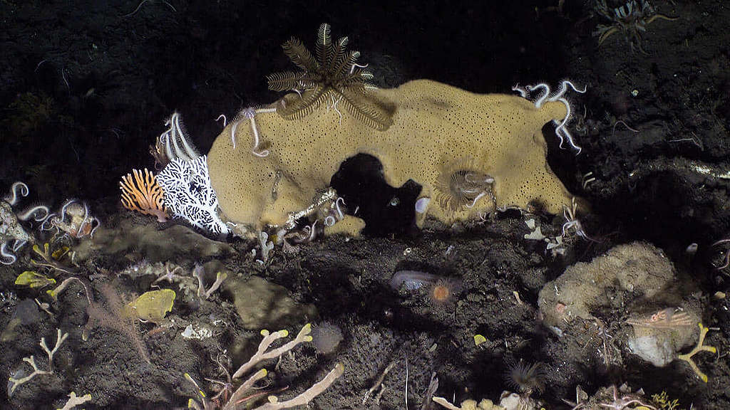 孔珊瑚、海綿、海百合與陽隧足;3月2日攝於Bransfield Strait。 © Greenpeace