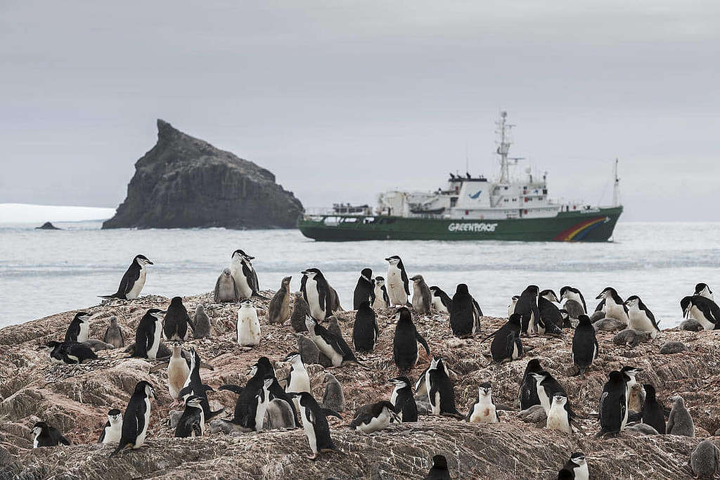 綠色和平船艦希望號進行為期一年的極地之旅，在南極調查氣候危機的影響。圖為希望號在象島巧遇南極企鵝。(2020) © Christian Åslund / Greenpeace