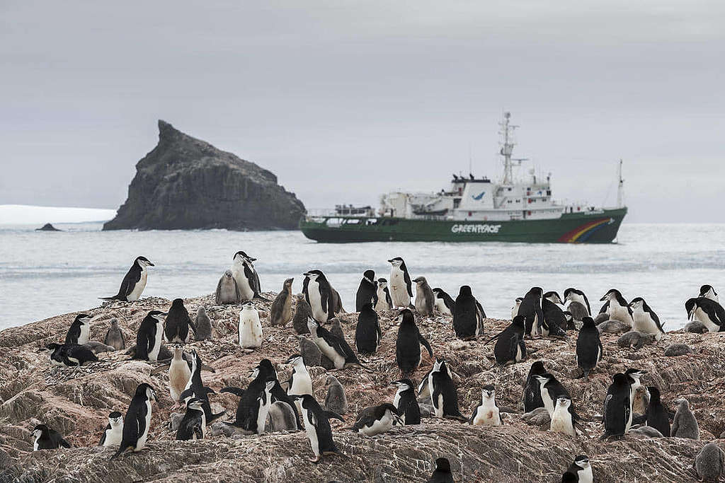 綠色和平船艦希望號進行為期一年的極地之旅,在南極調查氣候危機的影響。圖為希望號在象島巧遇南極企鵝。(2020) © Christian Åslund / Greenpeace