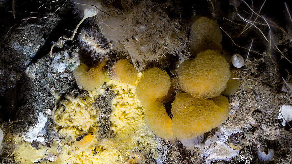 海綿、被囊類、苔蘚蟲與水螅體；3月3日攝於Active Sound。 © Greenpeace