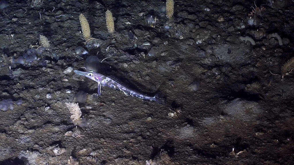 天鵝龍鰧（Cygnodraco mawsoni）與壺海鞘（colonial tunicates），是綠色和平於南極海床記錄的物種之二。 © Greenpeace