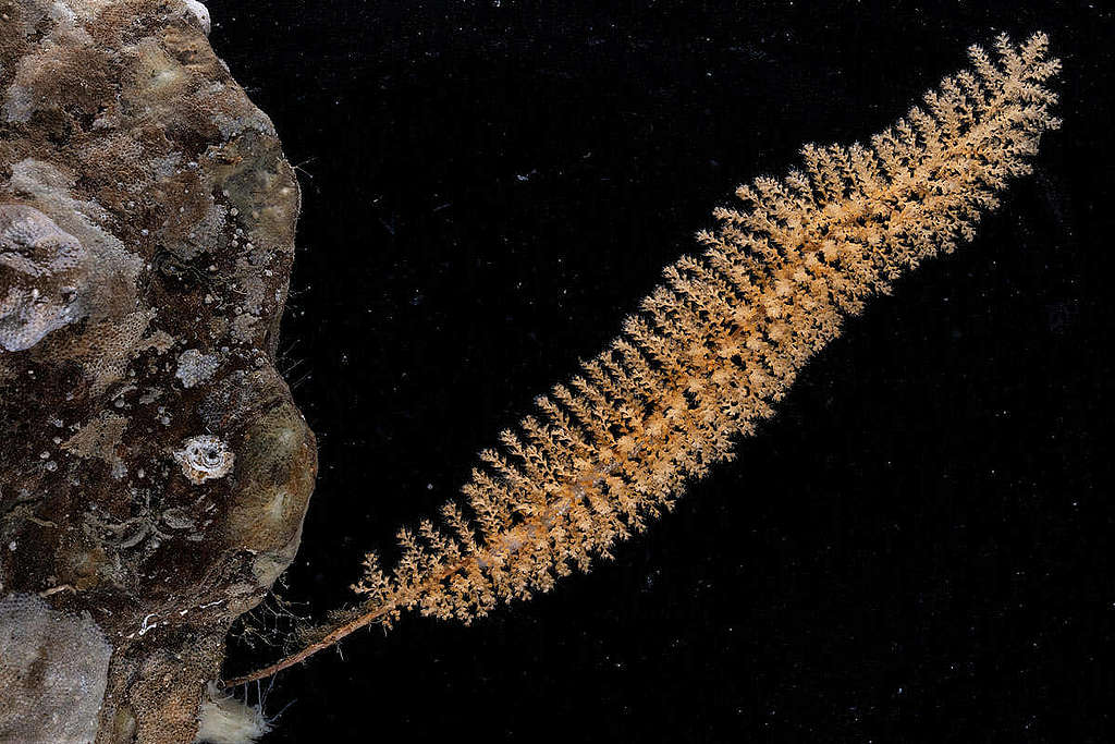 猶如刷子狀的柳珊瑚(Primnoid bottle brush coral)樣本。 © Greenpeace