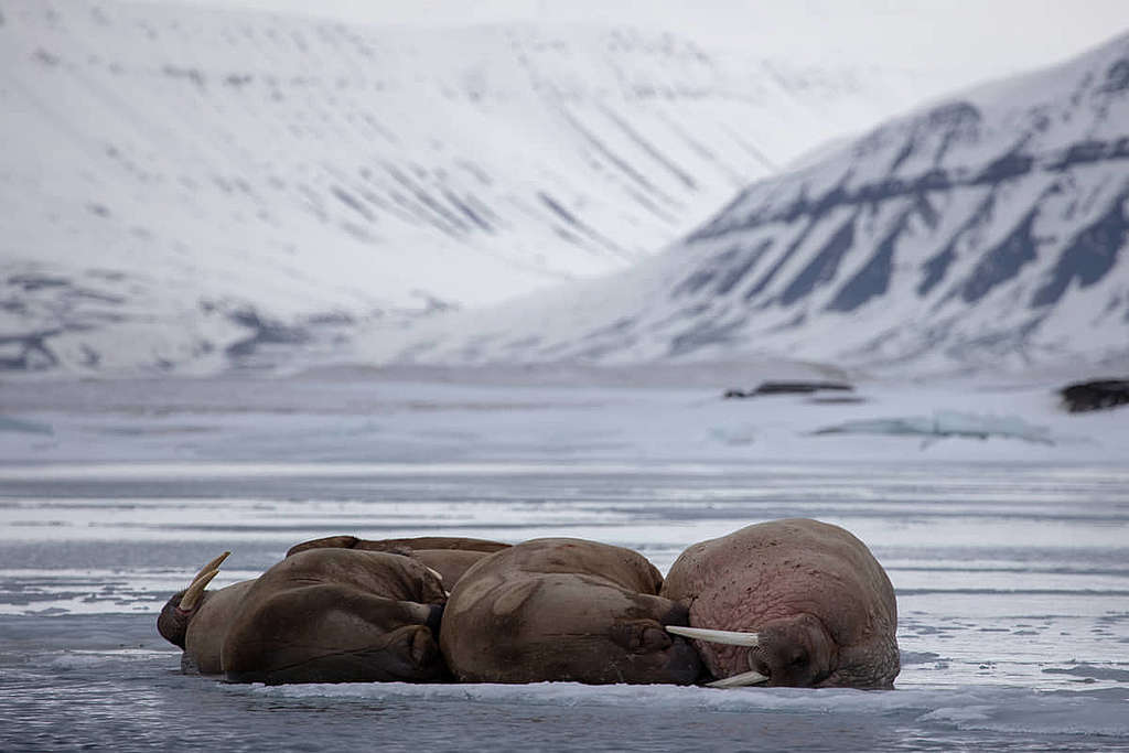 圖中的海象正在一片十分薄的海冰上休息，情況令人擔憂。 © Wilson Cheung