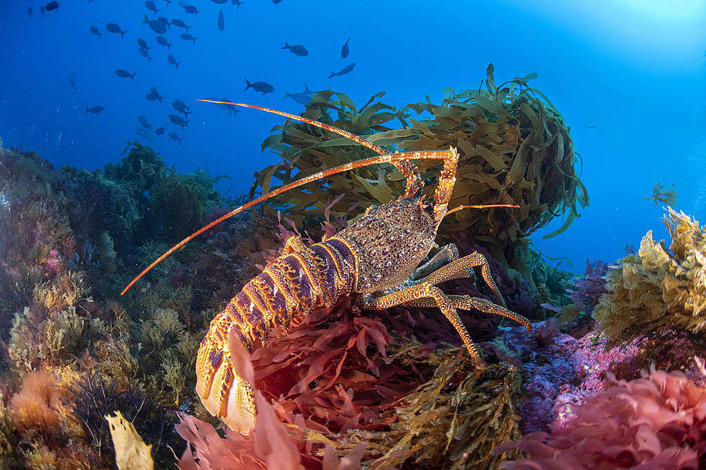 維瑪海山的標誌物種特里斯坦岩蝦，至今仍受廢棄漁具等危機威脅。 © Richard Barnden / Greenpeace