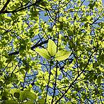 3月31日 大葉榕兄的新葉一日之間變得茂密 © helen yip