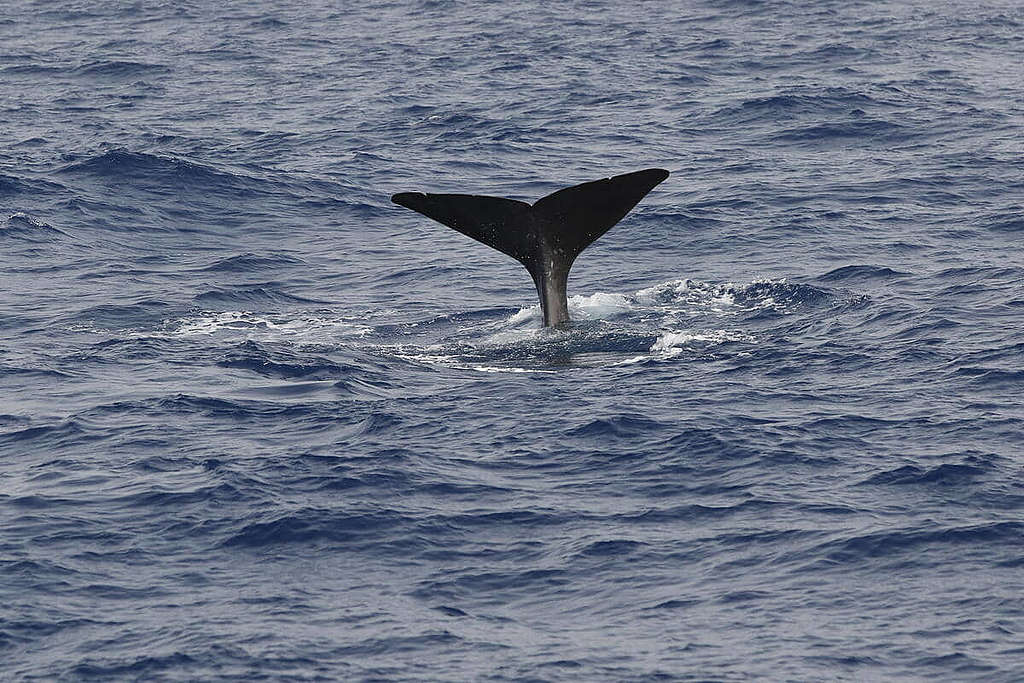 抹香鯨於地中海的次族群(subpopulation)特別被評為「瀕危」,源自牠們同時遭受塑膠污染、高速船撞擊等威脅夾擊。 © Kim Kobo / University of Haifa