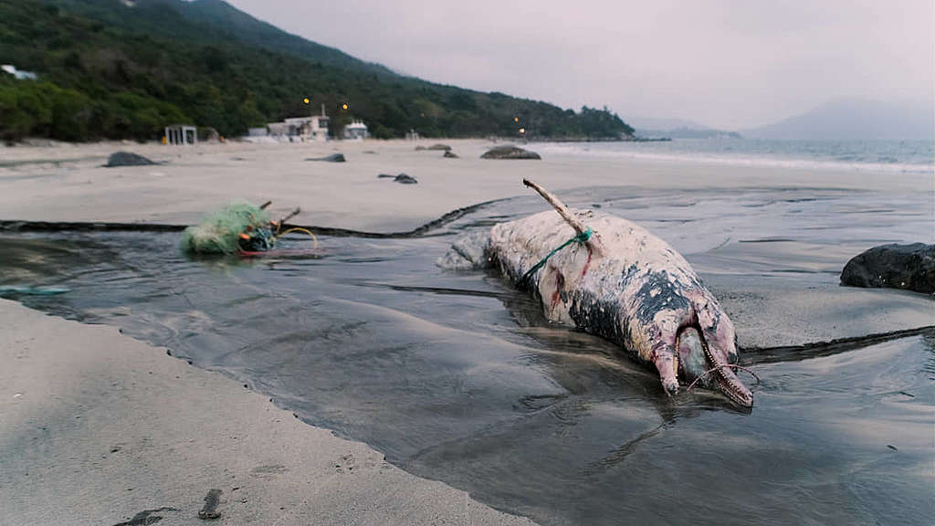 製作團隊目睹中華白海豚擱淺沙灘，屍體當時已經發臭，場面令人心痛：「因為一條白海豚要成長並不容易，一條死亡對整個族群是很大損失。」 © Greenpeace