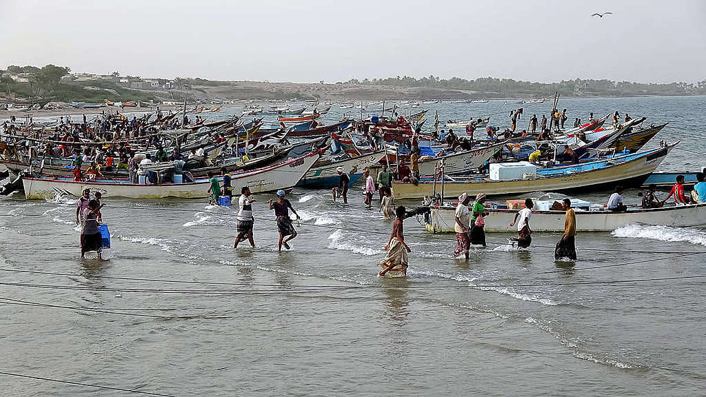 也門漁民需要健康海洋以維持生計，一旦爆發漏油災難，勢嚴重打擊他們的收入來源。 © Khaled Ziad / AFP via Getty Images