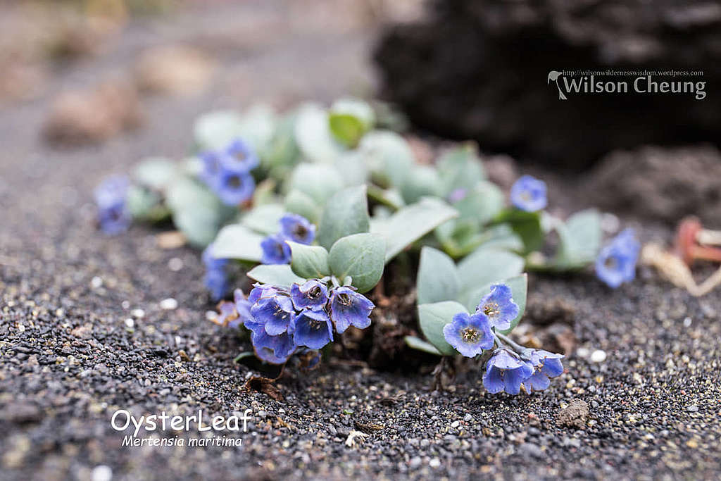 因紐特人會用此植物入饌或泡茶。 © Wilson Cheung