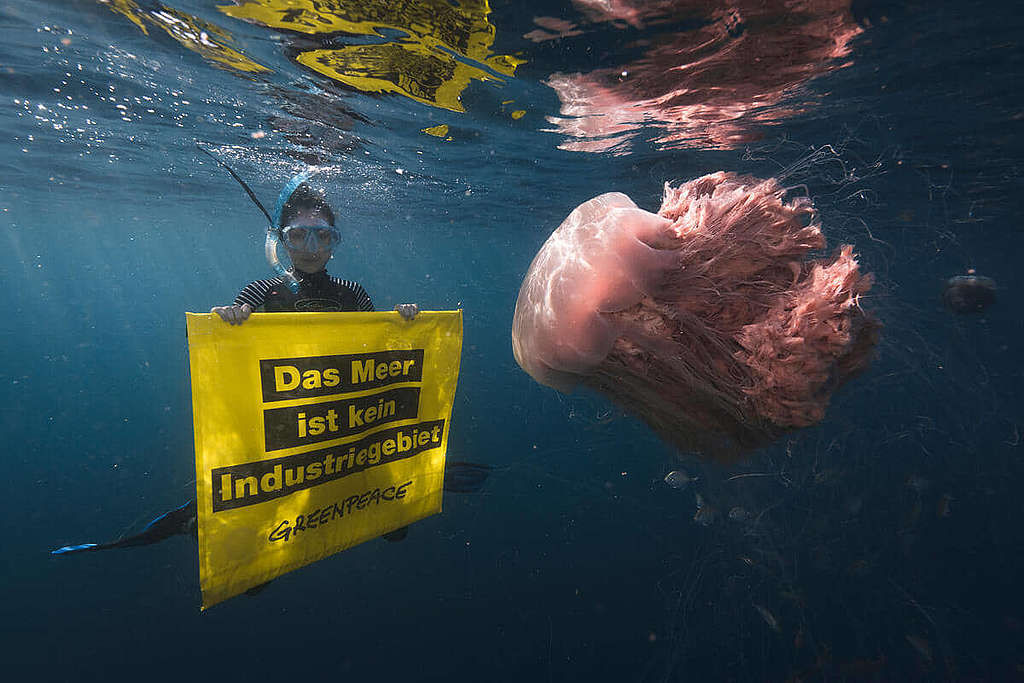 「海洋不是工業邨」──綠色和平潛水員在獅鬃水母（Lion's mane jellyfish）伴隨下手持標語，促請叫停天然氣鑽探計劃。 © Lewis Burnett / Greenpeace
