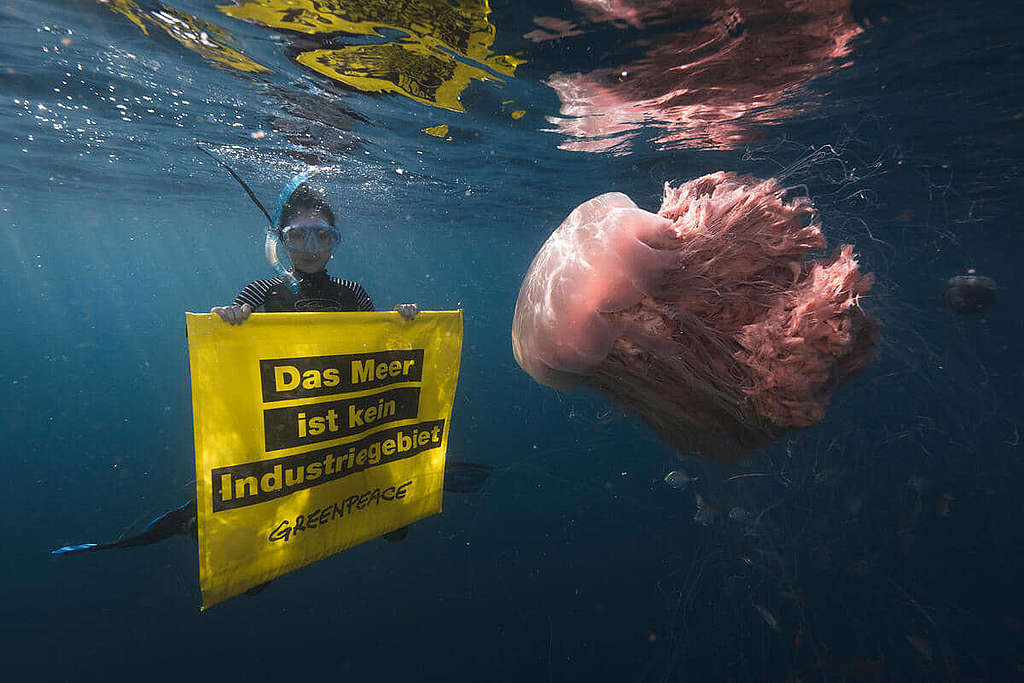 「海洋不是工業邨」──綠色和平潛水員在獅鬃水母(Lion's mane jellyfish)伴隨下手持標語,促請叫停天然氣鑽探計劃。 © Lewis Burnett / Greenpeace