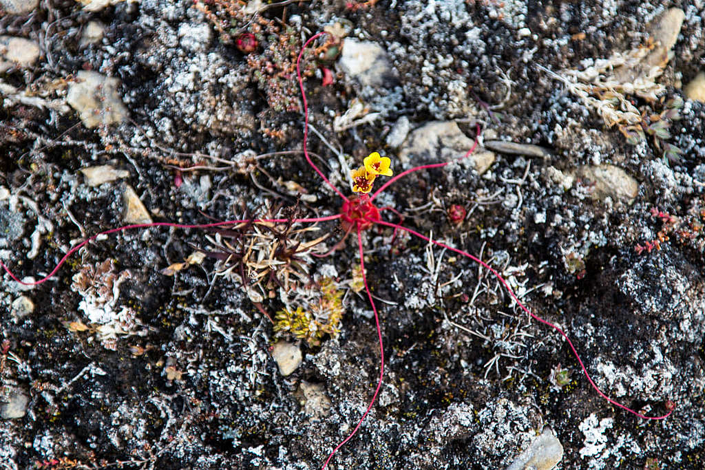 虎耳草又被稱為蜘蛛草，因為它們生長初時沒有根部，被風吹的時候像在周圍爬行。直至它們發現一個適合安身的地方，才會扎根繁衍。 © Wilson Cheung