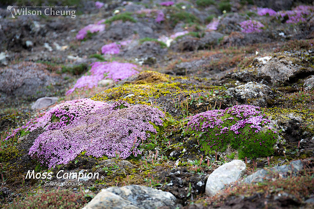 在北極苔原最常見的物種就是苔蘚，亦是北極植物圈的佼佼者；它們的生長特點，在嚴酷的極北環境發揮得淋漓盡致。 © Wilson Cheung