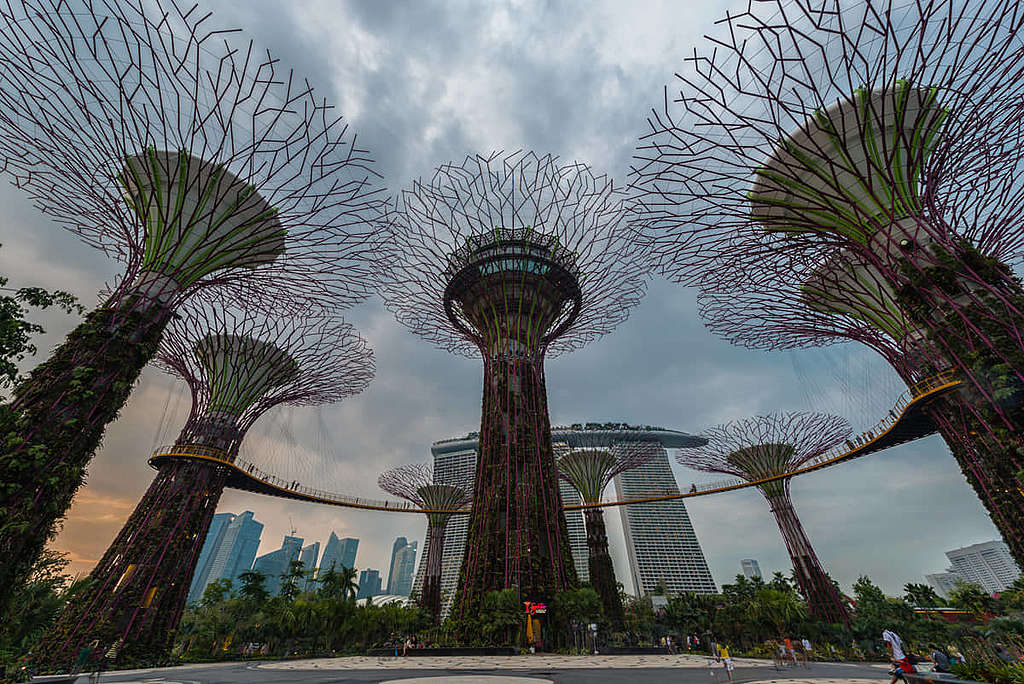 新加坡濱海灣花園的超級樹環保功能多多，更是當地的地標。 © Edward Tian / Getty Images