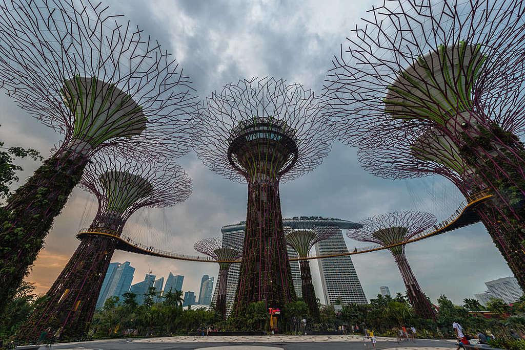 新加坡濱海灣花園的超級樹環保功能多多,更是當地的地標。 © Edward Tian / Getty Images
