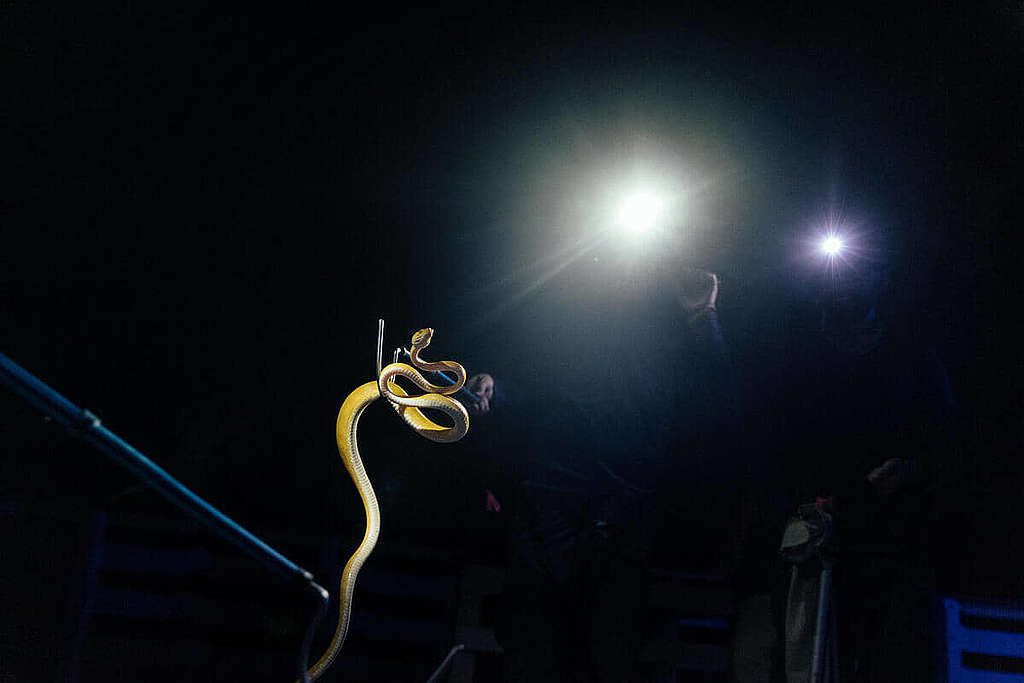 爬蟲類普遍活躍於夜間，因此爬蟲學家亦要摸黑前行甚至瓹窿瓹罅，才能見證牠們最美的一面。 © Tuane Fernandes / Greenpeace