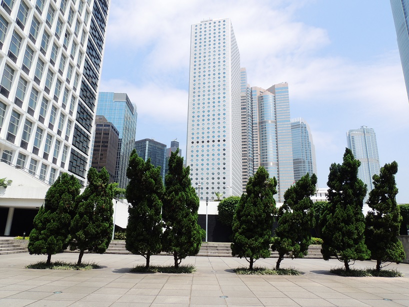 幾棵羅漢松,構成大會堂花園的自然風景,一雙一對地排列,竟又像幾對情侶、朋友互相依傍,欣賞周圍中環的城市風景。© helen yip