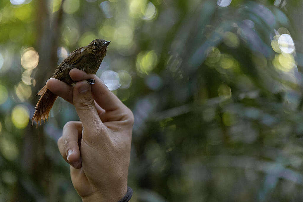 隨行鳥類學家毋忘原住民領袖捍衛雨林的遺志，繼續善用專業知識守護亞馬遜。 © Tuane Fernandes / Greenpeace