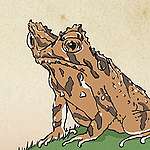 【香港「怪」生物】 短腳角蟾 © 呂朗婷