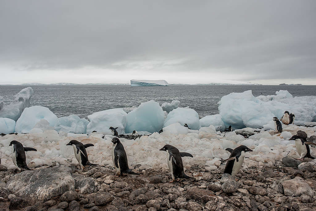 © Tomás Munita / Greenpeace
