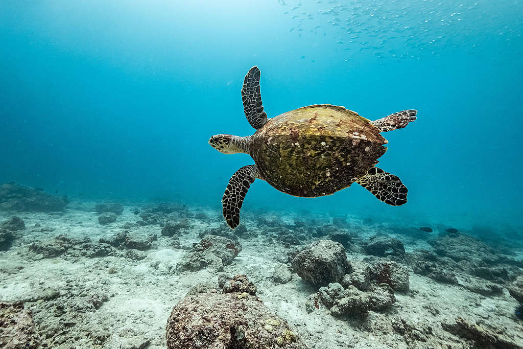 印度洋/自然紀實:玳瑁( Hawksbill Turtle )等多種海龜已屬瀕危物種, 船艦極地曙光號去年夏天調查印度洋過度捕撈與破壞性漁法時難得巧遇,如斯美景正是船艦團隊巡航全球海洋考察的動力 ─ 守護大海生生不息。 © Tommy Trenchard / Greenpeace