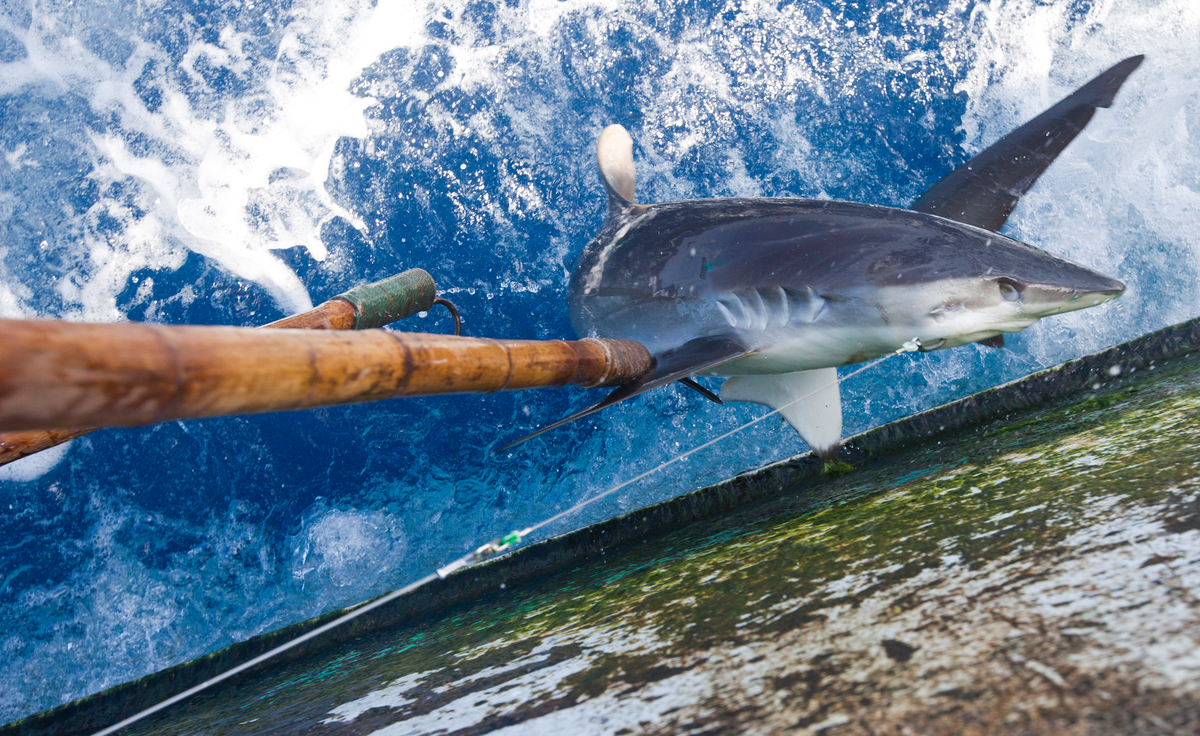 一條鯊魚成為延繩釣捕魚船的獵物 © Paul Hilton / Greenpeace