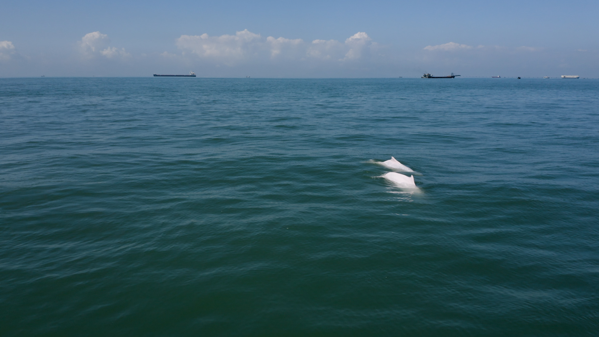 中華白海豚。 © Frigatefilms