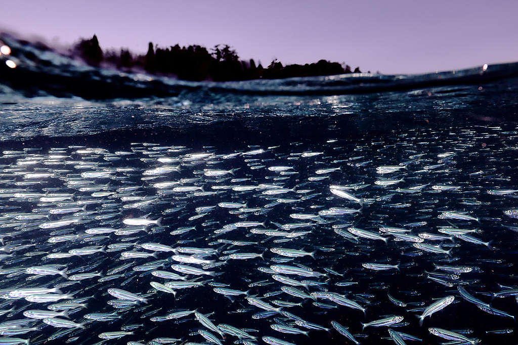 印尼西巴布亞省四王群島（Raja Ampat），該海域的珊瑚礁是世界生物多樣性最豐富的珊瑚系統之一。© Paul Hilton / Greenpeace
