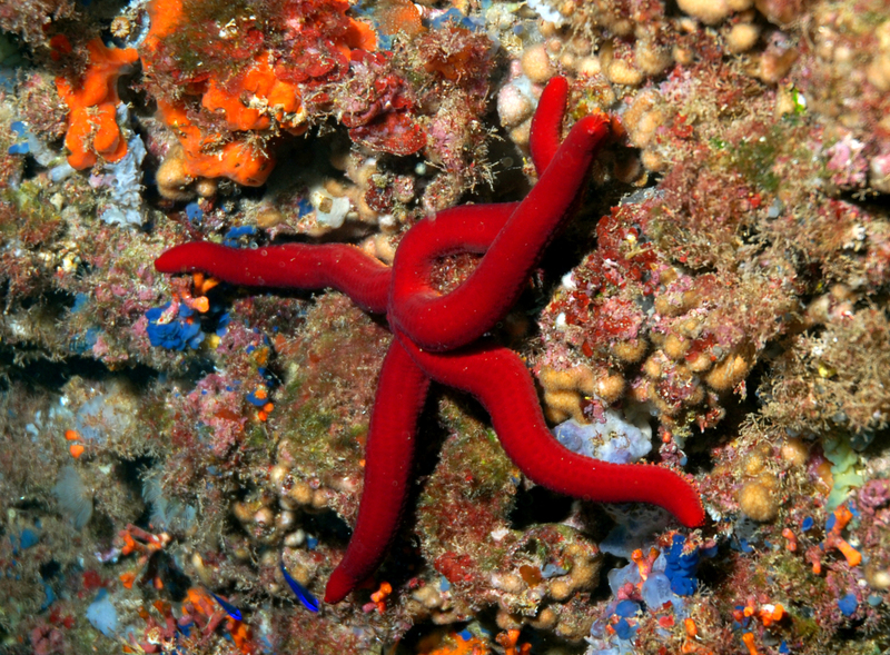 地中海 Las Palomas 島海域的紅海星。 © Greenpeace / Roger Grace