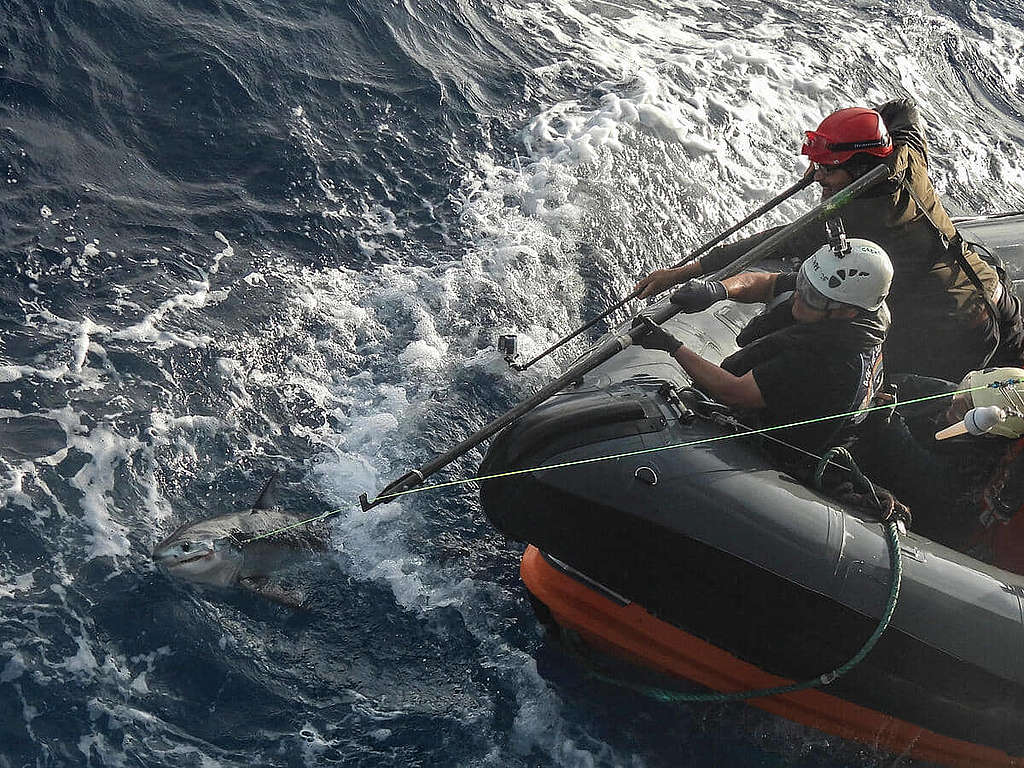 綠色和平行動者乘坐橡皮艇，從延繩釣漁具上解救一條被困的大青鯊 。© Pedro Armestre / Greenpeace