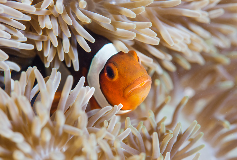 生來雄性的小丑魚最高領導都是雌性。 © Paul Hilton / Greenpeace
