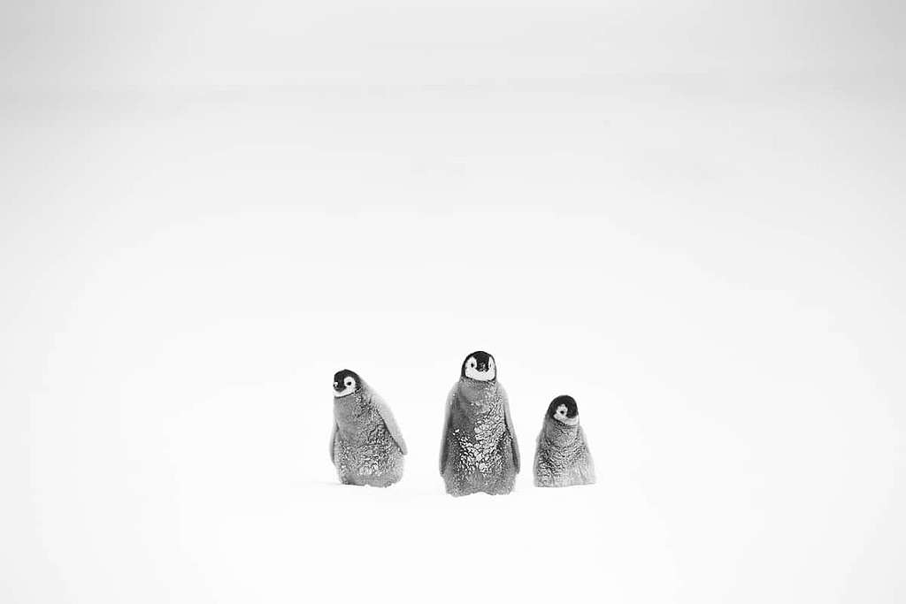 因暴風雪迷路的皇帝企鵝嬰兒。 © Wilson Cheung