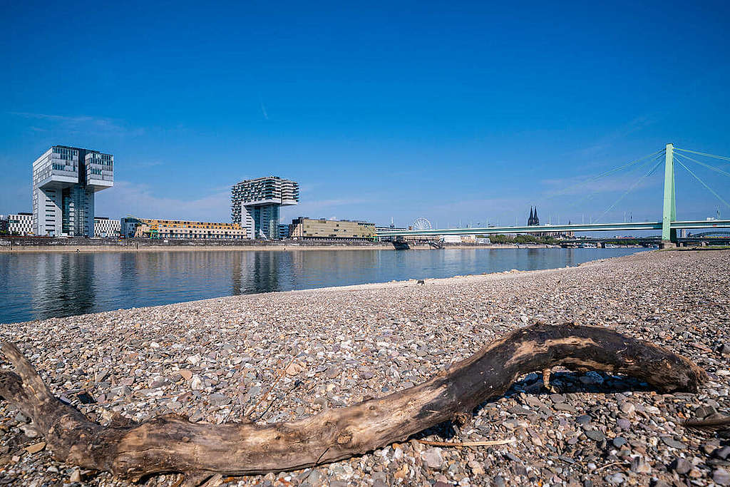 8 月 16 日，德國萊茵河水位跌至極端水平，科隆一帶河岸已見乾涸。 © Bernd Lauter / Greenpeace