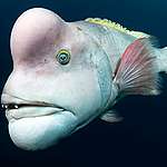 在日本新潟，一條成熟雄性的亞洲羊頭瀨魚（Asian sheepshead wrasse, Semicossyphus reticulatus）展現繁殖期的色彩。 © Tony Wu / naturepl.com