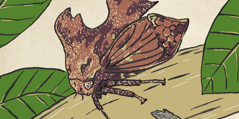 【香港「怪」生物】 角蟬 © 呂朗婷