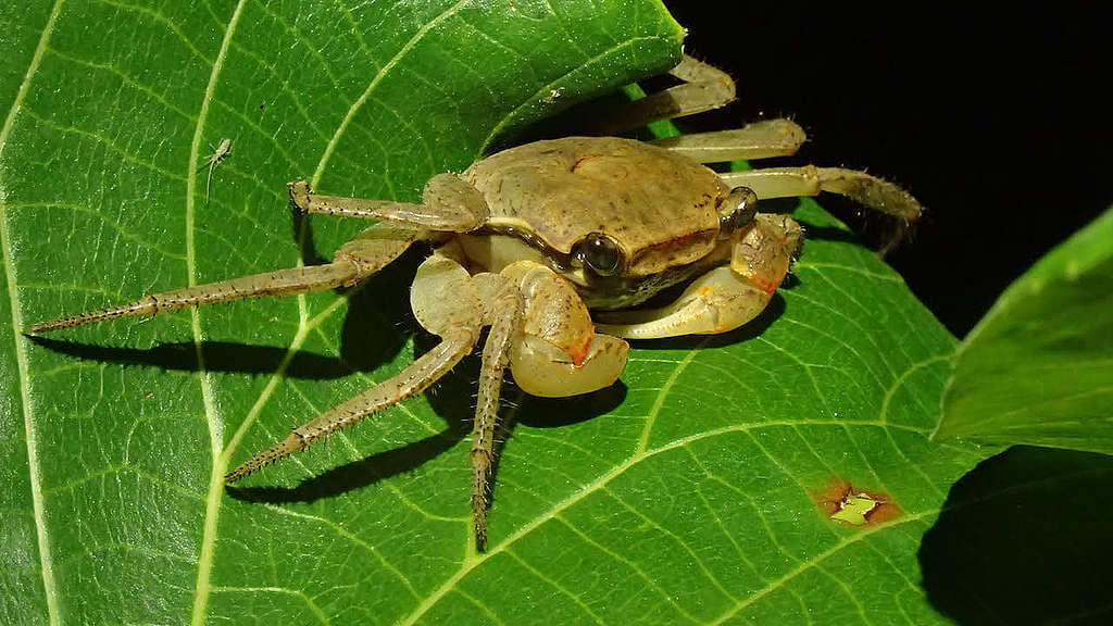 在南丫島上行走，不時會發現像這隻會上樹的蟹等「不知名」生物。 © 馬屎
